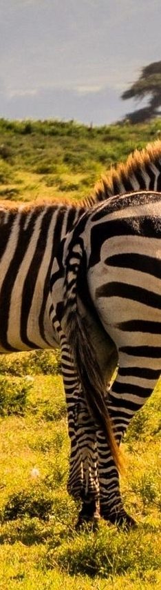 Burchell's zebras (Equus quagga burchellii) at Crescent Island Game Sanctuary on Naivasha lake, Kenya