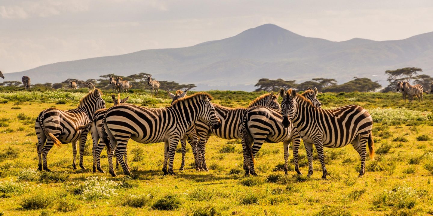Burchell's zebras (Equus quagga burchellii) at Crescent Island Game Sanctuary on Naivasha lake, Kenya