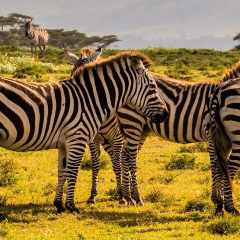 A group of Burchell's zebras standing in a grassy field.