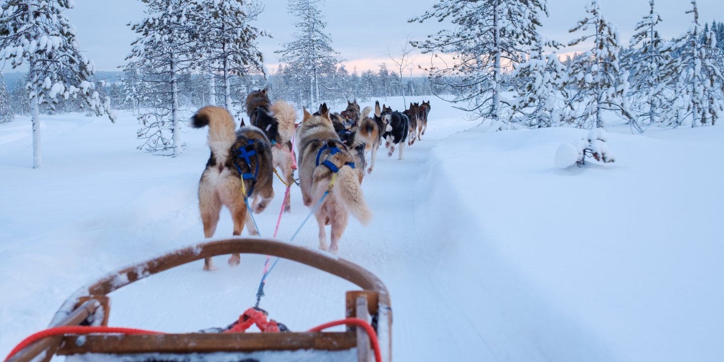 Des attelages de chiens dans la neige